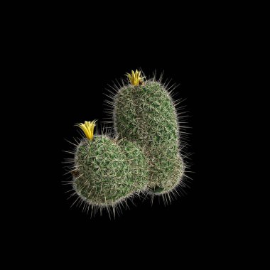 Coryphantha Echinus çalılığının siyah arka planda izole edilmiş 3D çizimi