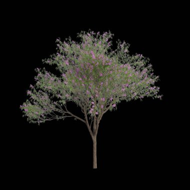 Chilopsis linearis ağacının siyah arkaplanda izole edilmiş 3d çizimi