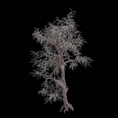 Siyah arkaplanda izole edilmiş Pinus monophylla ağacının 3D çizimi