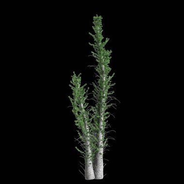 Fouquieria columnaris ağacının siyah arkaplanda izole edilmiş 3D çizimi