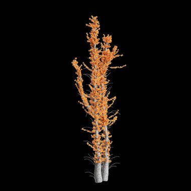3d illustration of Fouquieria columnaris tree isolated on black background clipart