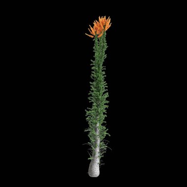 3d illustration of Fouquieria columnaris tree isolated on black background clipart