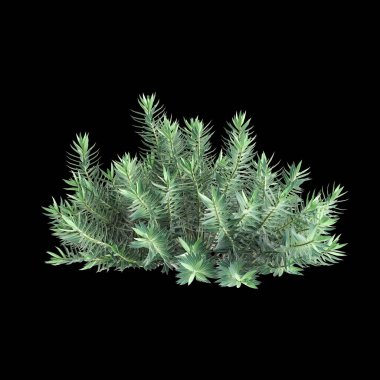 Euphorbia sert çalılığının siyah arka planda izole edilmiş 3D çizimi
