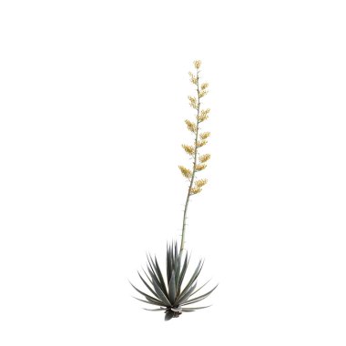 Agave angustifolia ağacının beyaz arkaplanda izole edilmiş 3d çizimi