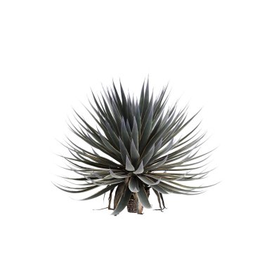 Agave angustifolia ağacının beyaz arkaplanda izole edilmiş 3d çizimi