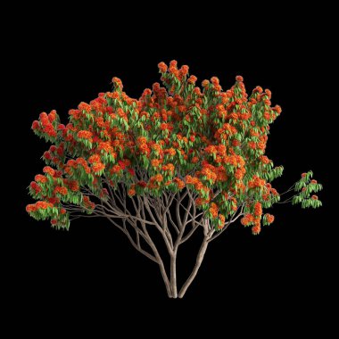 Saraca asoca ağacının siyah arkaplanda izole edilmiş 3d çizimi