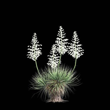 Yucca thompsoniana ağacının siyah arkaplanda izole edilmiş 3D çizimi