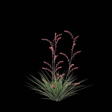 3d illustration of Hesperaloe parviflora bush isolated on black background clipart
