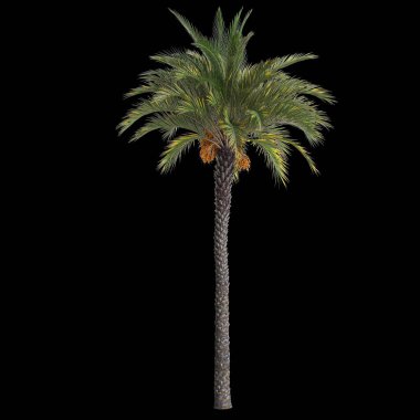 Phoenix Dactylifera ağacının siyah arka planda izole edilmiş 3D çizimi