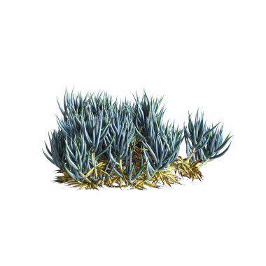 Senecio mandraliscae çalılığının beyaz arka planda izole edilmiş 3D çizimi