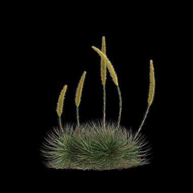 Agave stricta çalılığının siyah arka planda izole edilmiş 3D çizimi