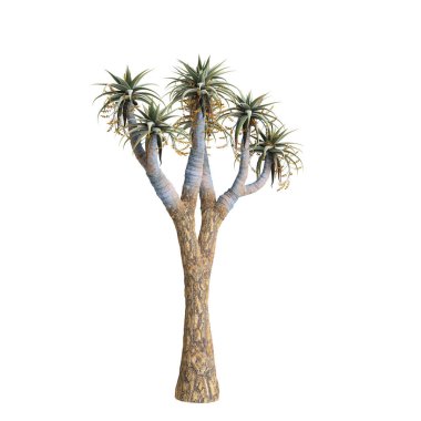 Aloe pillansii ağacının beyaz arka planda izole edilmiş 3D çizimi