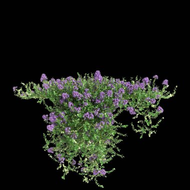 Thymus Serpyllum asılı bitkisinin üç boyutlu çizimi siyah arkaplanda izole edildi