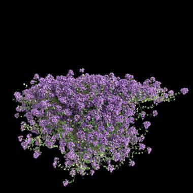 Thymus Serpyllum asılı bitkisinin üç boyutlu çizimi siyah arkaplanda izole edildi