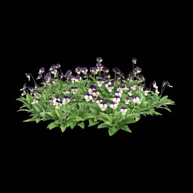 Viola Cornuta çalılığının siyah arka planda izole edilmiş 3D çizimi