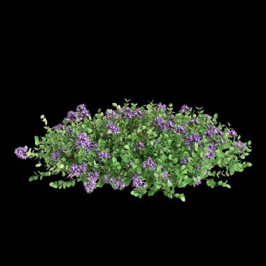 Thymus Serpyllum çalısının siyah arkaplanda izole edilmiş 3D çizimi