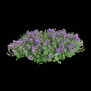 Thymus Serpyllum çalısının siyah arkaplanda izole edilmiş 3D çizimi