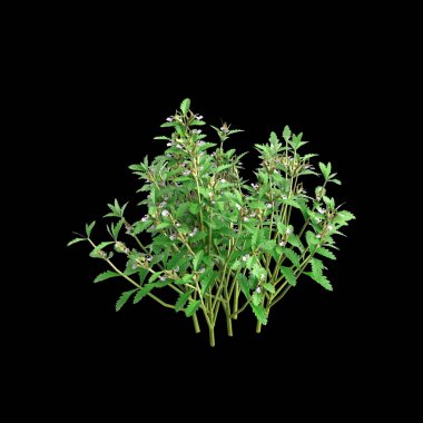 Teucrium chamaedrys çalılığının siyah arkaplanda izole edilmiş 3D çizimi