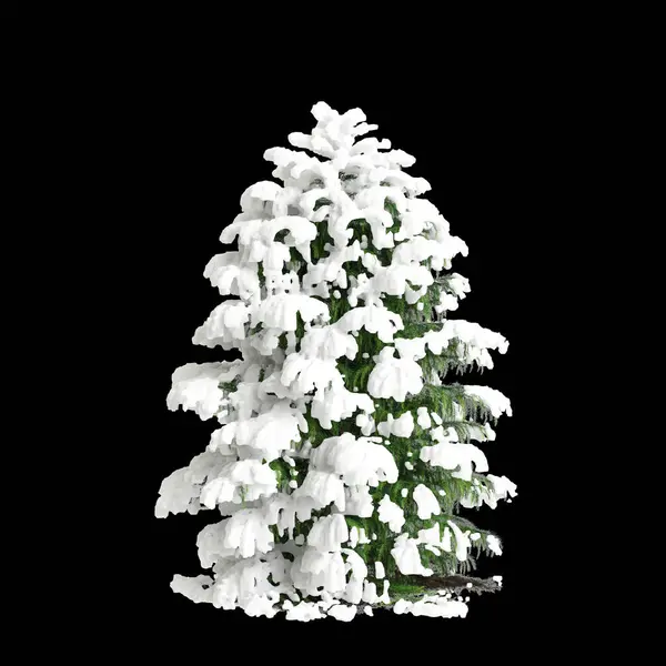 Ilustracja Cryptomeria Japonica Eleganci Viridis Pokryte Śniegiem Drzewo Izolowane Czarnym — Zdjęcie stockowe