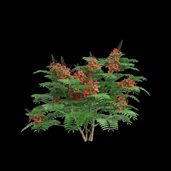 黑色背景下孤立的红豆杉树3D图例 — 图库照片