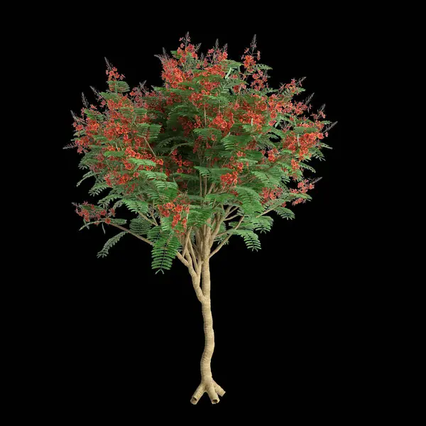 黑色背景下孤立的红豆杉树3D图例 — 图库照片
