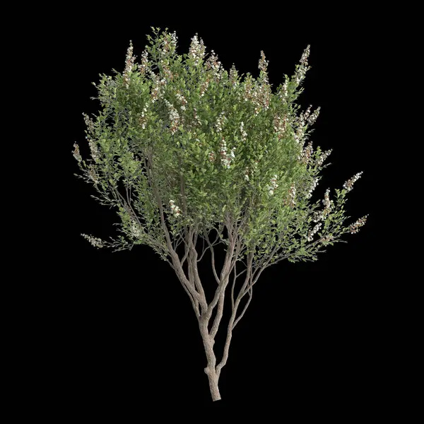 Illustration Von Lawsonia Inermis Baum Isoliert Auf Schwarzem Hintergrund — Stockfoto