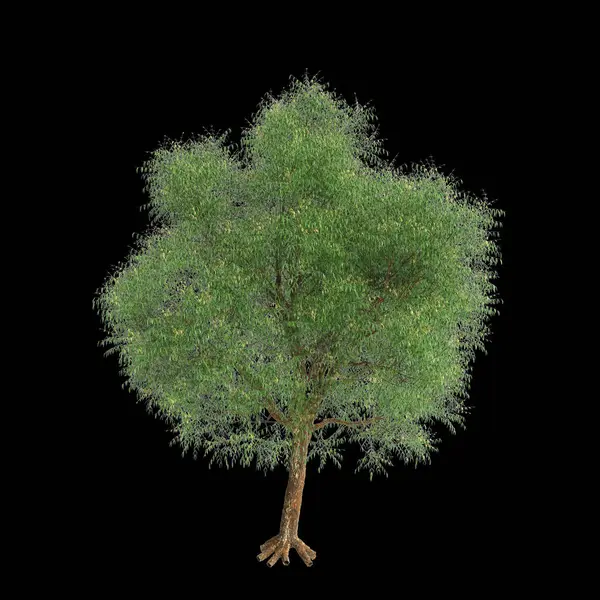 Illustration Des Azadirachta Indica Baumes Isoliert Auf Schwarzem Hintergrund — Stockfoto