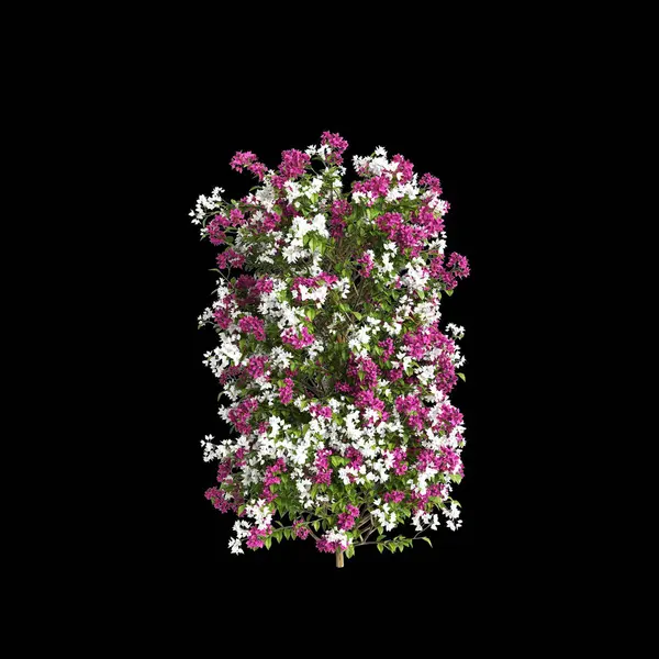 stock image 3d illustration of Bougainvillea glabra treeline isolated on black background, perspective