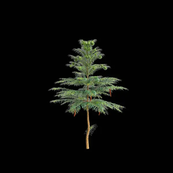 Illustration Von Wollemia Nobilis Baum Isoliert Auf Schwarzem Hintergrund — Stockfoto