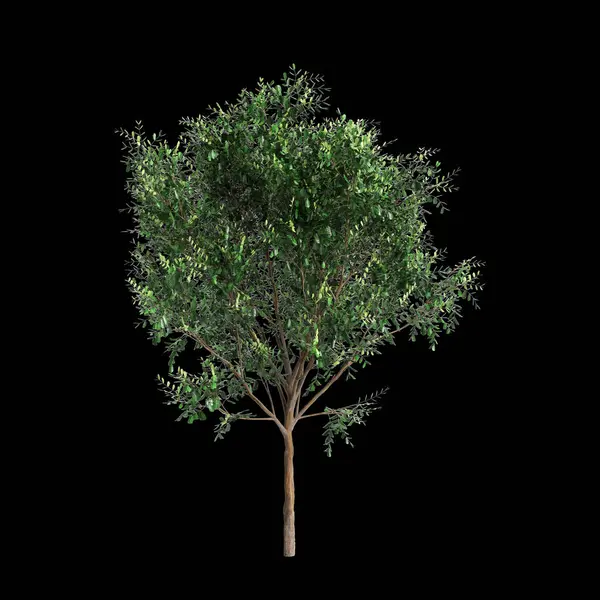 Illustration Des Bergerocactus Emoryi Baumes Isoliert Auf Schwarzem Hintergrund — Stockfoto
