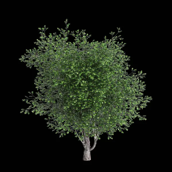 Platanus acerifolia ağacının siyah arkaplanda izole edilmiş 3d çizimi