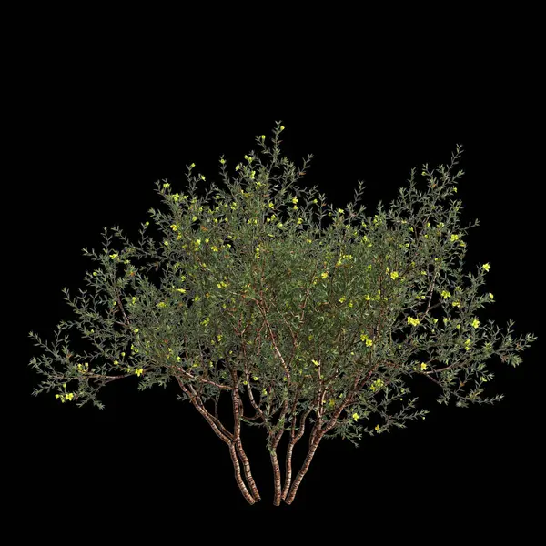 Illustration Von Larrea Divaricata Baum Isoliert Auf Schwarzem Hintergrund — Stockfoto