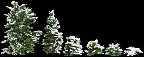 Ilustración Conjunto Chamaecyparis Obtusa Arbusto Cubierto Nieve Aislado Sobre Fondo Imagen De Stock