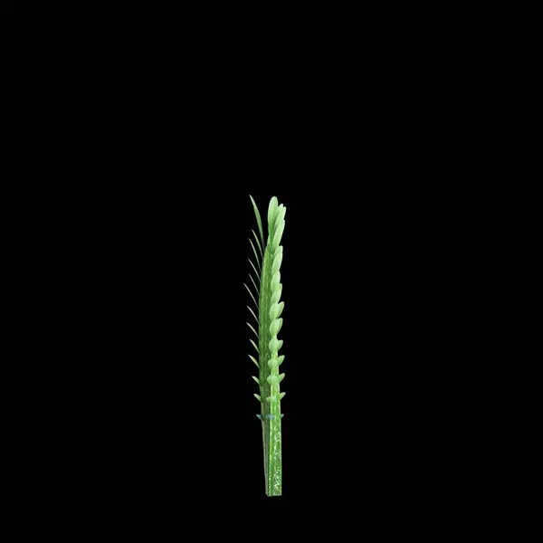 Illustration Von Euphorbia Trigona Busch Isoliert Auf Schwarzem Hintergrund Stockbild