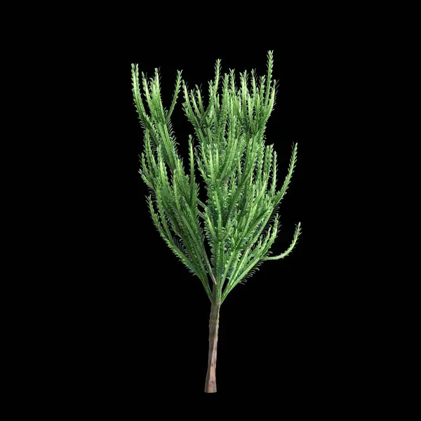 Illustration Buisson Euphorbia Trigona Isolé Sur Fond Noir Images De Stock Libres De Droits