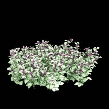 Lamium maculatum çalısının siyah arkaplanda izole edilmiş 3D çizimi