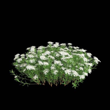 İberis sempervirens çalılığının siyah arkaplanda izole edilmiş 3D çizimi