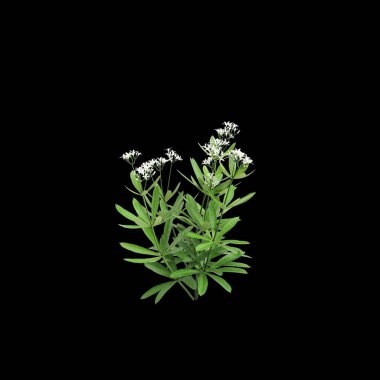 Galium odoratum çalılığının siyah arkaplanda izole edilmiş 3D çizimi