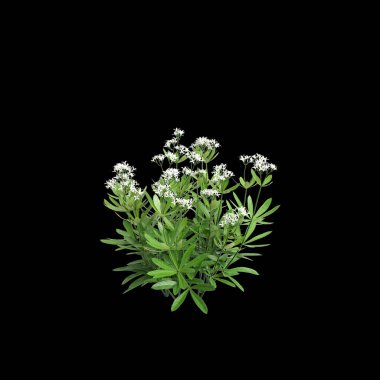Galium odoratum çalılığının siyah arkaplanda izole edilmiş 3D çizimi