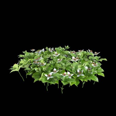 Cornus canadensis çalılığının siyah arkaplanda izole edilmiş 3D çizimi