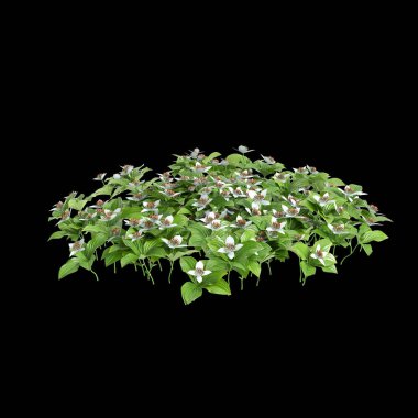 3d illustration of Cornus canadensis bush isolated on black background clipart