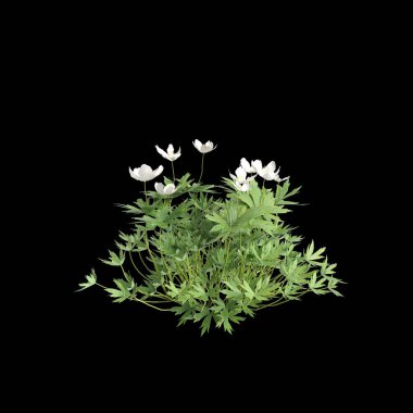 Anemone canadensis çalılığının siyah arkaplanda izole edilmiş 3D çizimi
