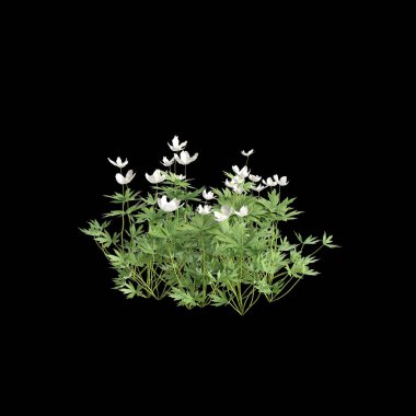 Anemone canadensis çalılığının siyah arkaplanda izole edilmiş 3D çizimi