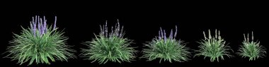3d illustration of set Liriope spicata bush isolated on black background clipart