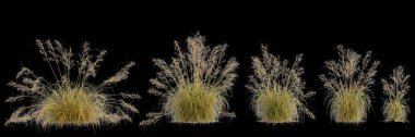 Themeda Triandra çalılığının siyah arkaplanda izole edilmiş 3D çizimi