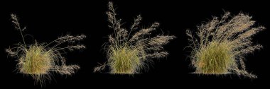 Themeda Triandra çalılığının siyah arkaplanda izole edilmiş 3D çizimi