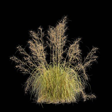 Themeda Triandra çalılığının siyah arkaplanda izole edilmiş 3D çizimi