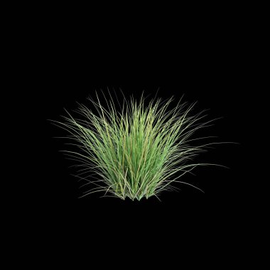 3d illustration of Poa labillardier bush isolated on black background clipart