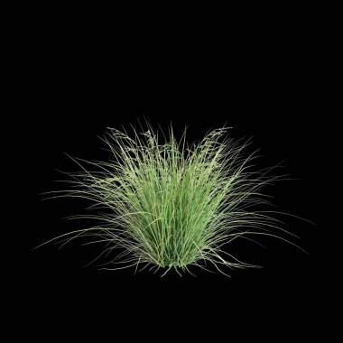 3d illustration of Poa labillardier bush isolated on black background clipart