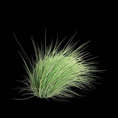 Poa labillardier çalılığının siyah arkaplanda izole edilmiş 3D çizimi